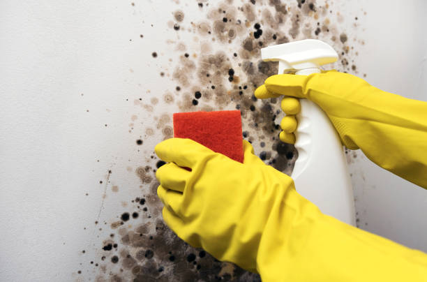 Best Bathroom Mold Remediation in Glenpool, OK